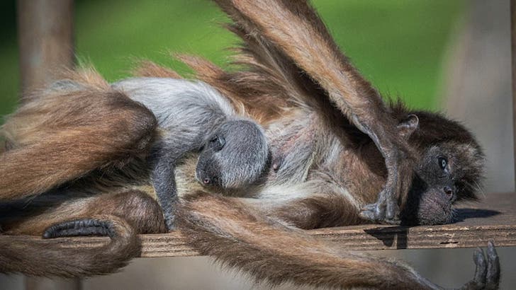 Affenbaby im Zoo von Barcelona